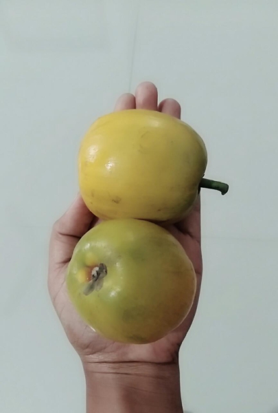 Egg Fruit - Organically Grown | Justin 