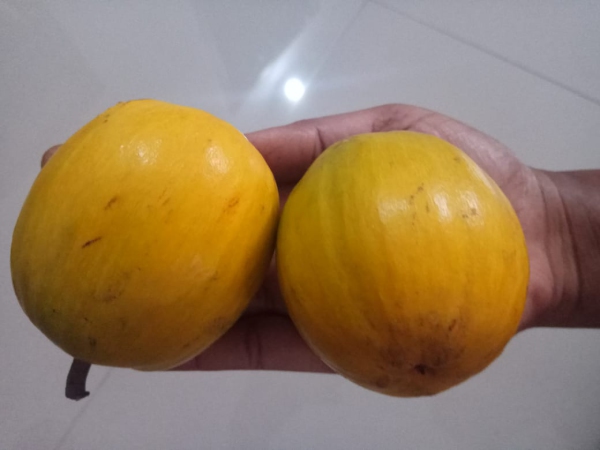Egg Fruit - Organically Grown | Justin 