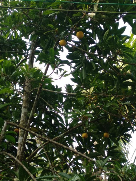 Egg Fruit - Organically Grown | Justin 