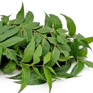 Neem Leaves - Natural | Green Leaves Farm