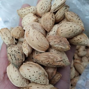 Kashmiri Badam with Shell - Natural | Abdul Majid Magray