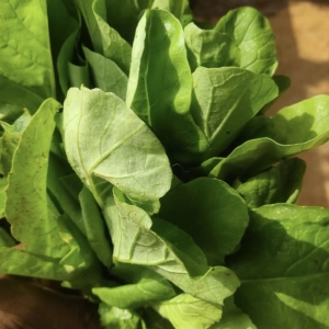 Radish Greens - Organically Grown  | Farmers Nest 