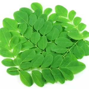 Moringa (Drumstick) Leaves - Natural | Green Leaves Farm
