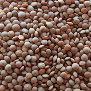 Masoor Dal (whole with skin) - Certified Organic | Sahaja Organics