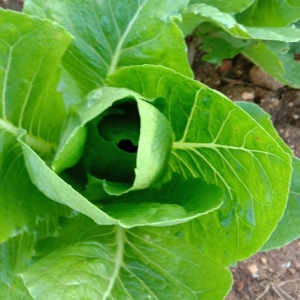 Romaine Lettuce - Natural | Green Leaves Farm