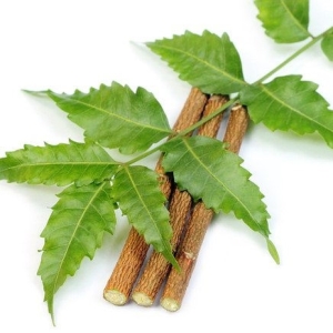 Neem Twigs ( Datun ) - Natural | Green Leaves Farm