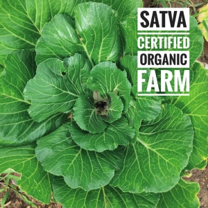 Baby Bok Choy - Organic  | Satva Certified Organic Farm