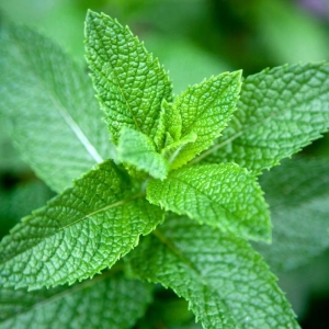 Mint -  Organically Grown  | Green Leaves Farm