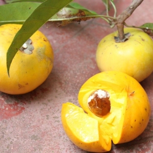 Egg Fruit - Organically Grown | Justin 