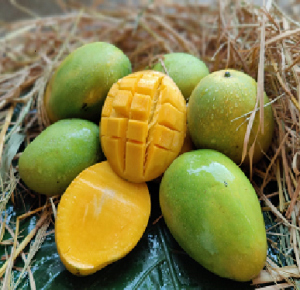 Banganpally Mango - Organically Grown | Aadhya Farm