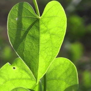 Amruthaballi Leaves - Organically Grown | Farmizen Network