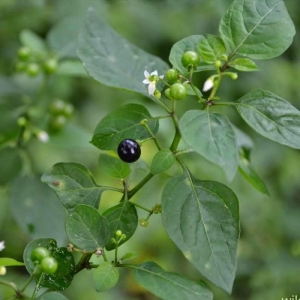 Manathekkali Leaves - Organically Grown  | Farmizen Network