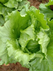 Iceberg Lettuce -  Organically Grown  | Green Leaves Farm