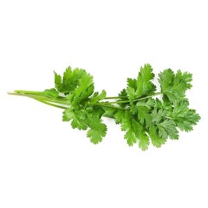 Coriander - Organically Grown  | Farmizen Network