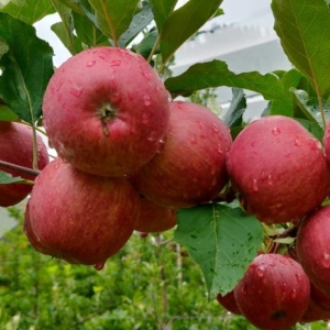 Redlum Gala Apple - Organically Grown  | Singh Apple Orchard