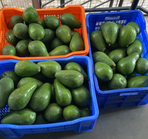 Hall Avocados - Natural | Kerehaklu Estate